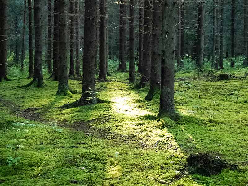 フィンランドの森のイメージ